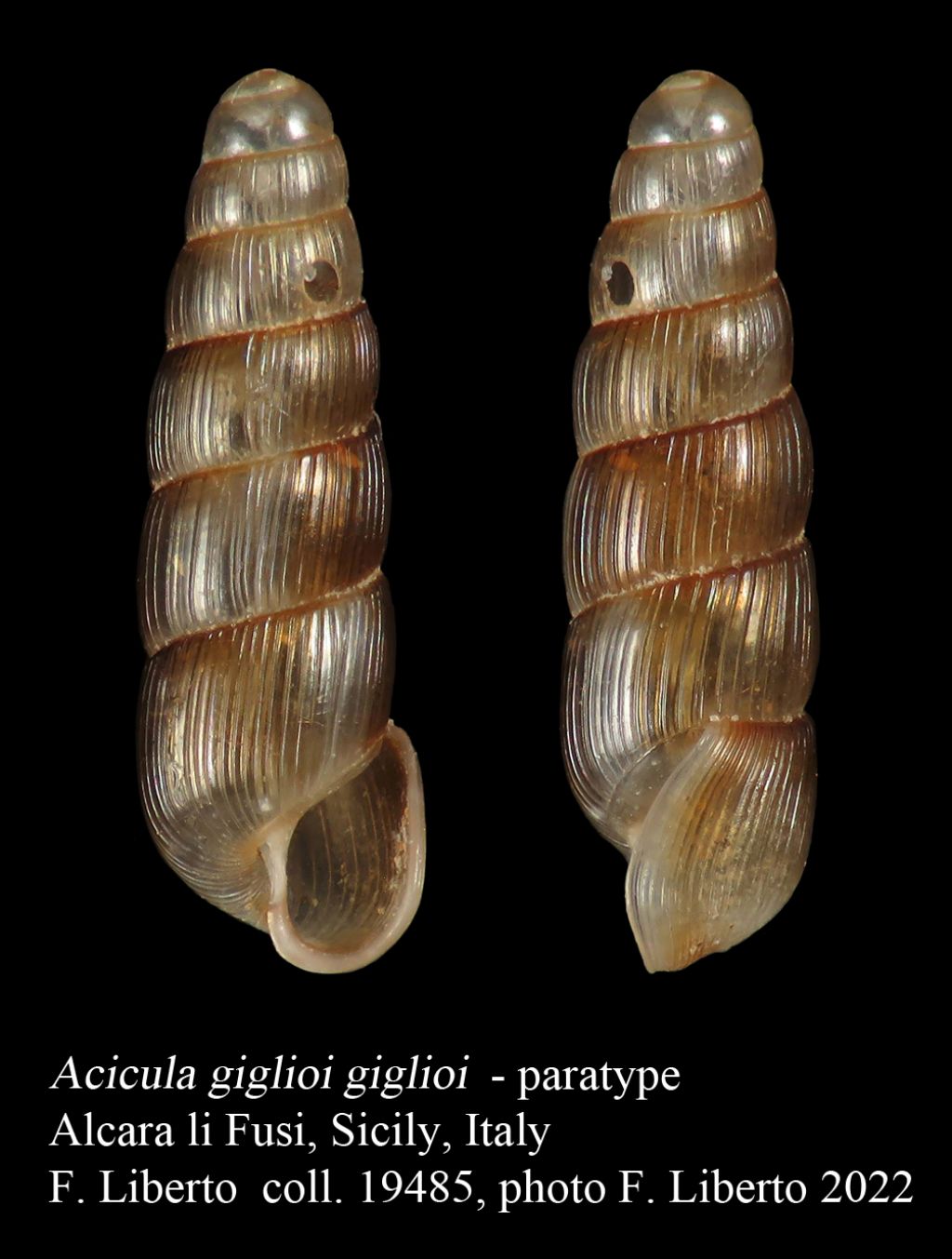 Acicula giglioi n. sp.